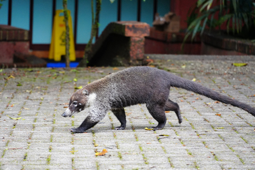 White-nosed Coati observed by trumanbrown