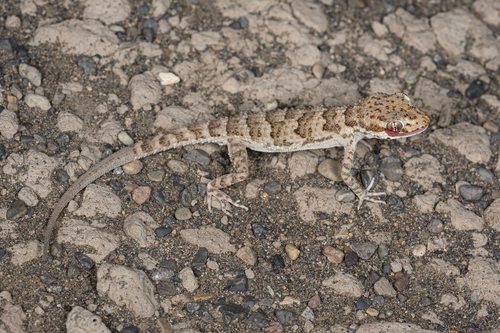 Dadun Thin-toed Gecko