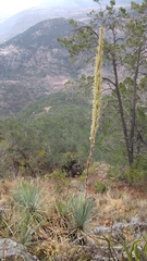 Dasylirion parryanum