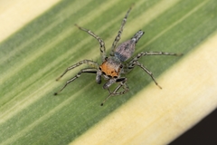Maeota dichrura