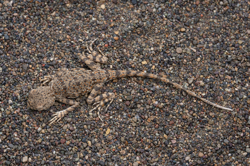 Yarkand toad-headed agama