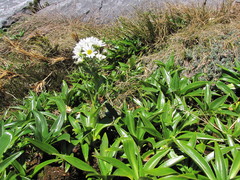Dolichoglottis scorzoneroides