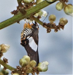 Coeliades forestan forestan