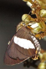 Coeliades forestan forestan