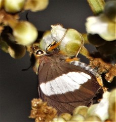 Coeliades forestan forestan