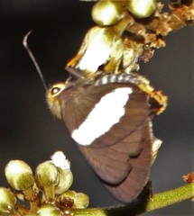 Coeliades forestan forestan