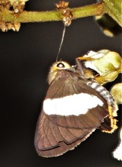 Coeliades forestan forestan