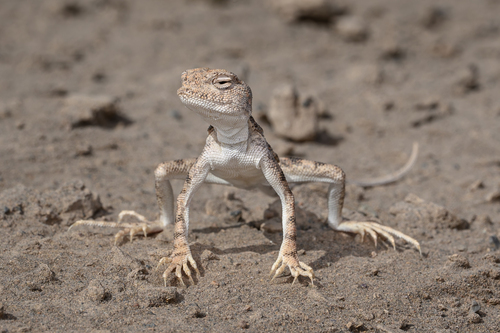 Yarkand toad-headed agama