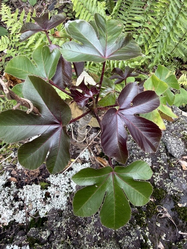 Jatropha gossypiifolia, 2026-09-01