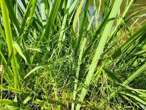 Calamagrostis canescens, photograph 6