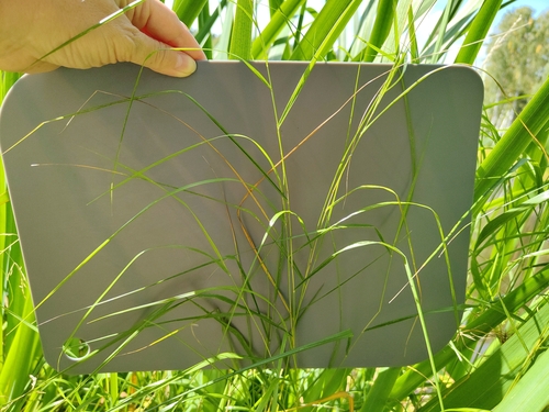 Calamagrostis canescens, photograph 4