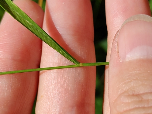 Calamagrostis canescens, photograph 5