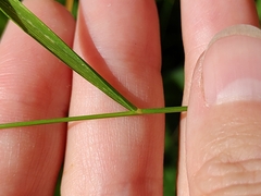 Calamagrostis canescens, photograph (c) Екатерина Гущина, some rights reserved (CC BY)