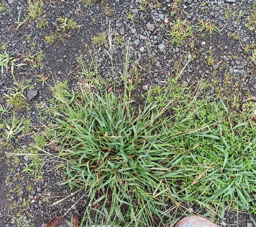 Digitaria violascens observed 2026-09-01