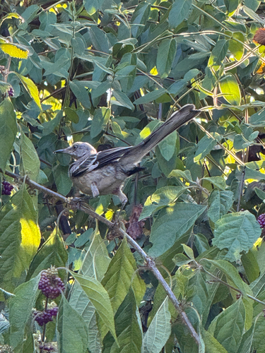 Northern Mockingbird observed by nutegunray