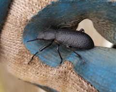 Iphthiminus serratus