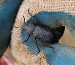 Iphthiminus serratus