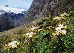 Dolichoglottis lyallii × scorzoneroides