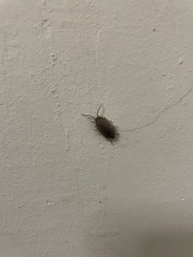 Common Shiny Woodlouse