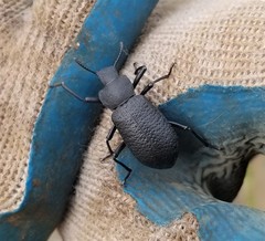 Iphthiminus serratus