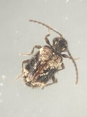 Ptinus texanus