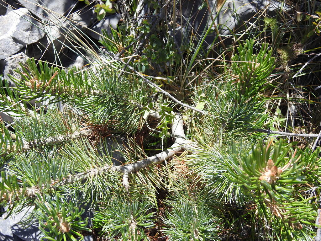 Pinus culminicola; photograph (c) Leticia Jiménez Hernández, some rights reserved (CC BY-SA)