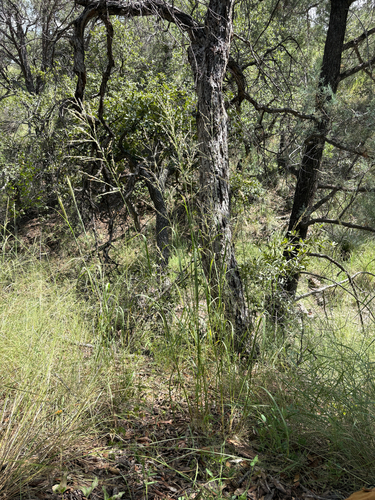 Zuloagaea bulbosa observed 2026-09-01