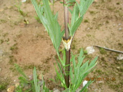 Evergestis extimalis