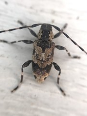 Graphisurus triangulifer