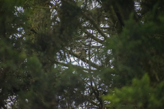 Anairetes flavirostris