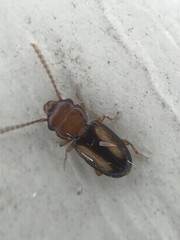 Laemophloeus terminalis