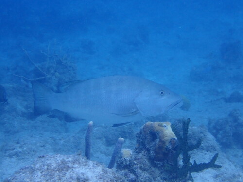 Lutjanus cyanopterus observed 2026-08-28