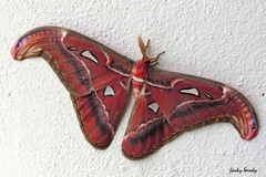 Attacus taprobanis