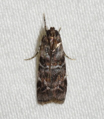 Dioryctria pygmaeella