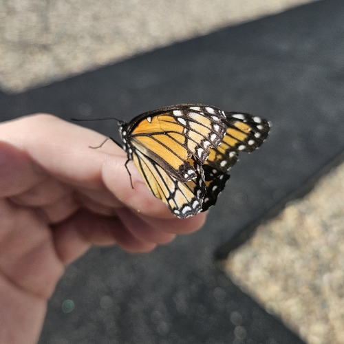Viceroy