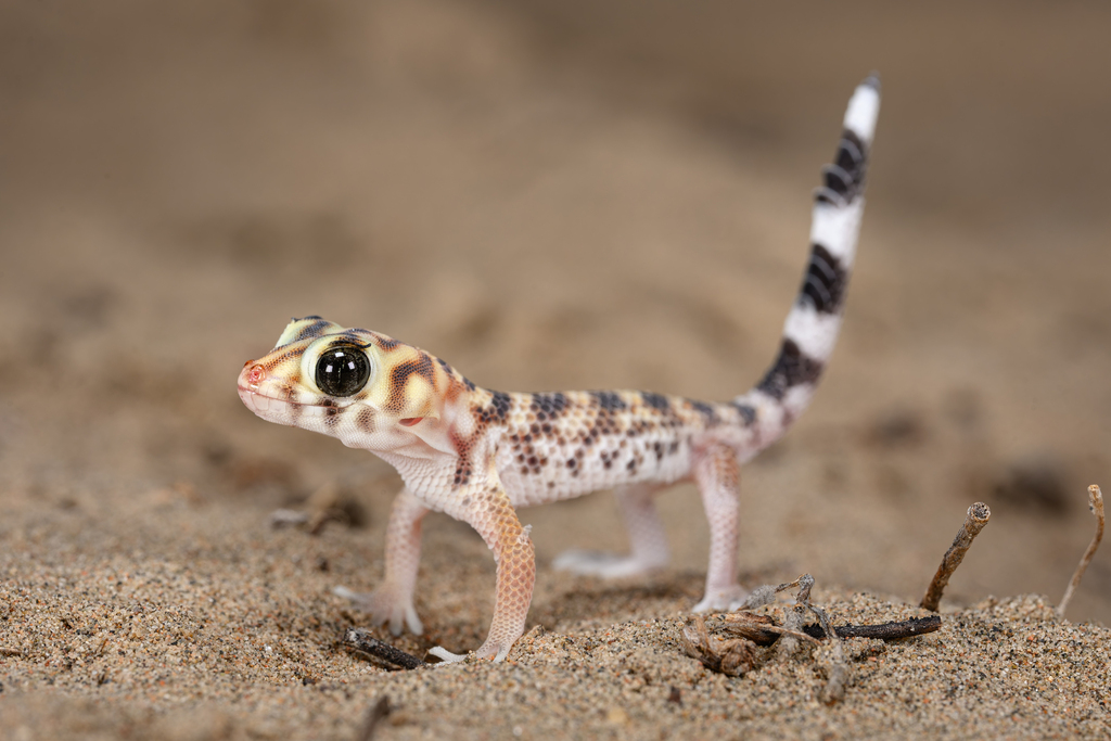 Common Wonder Gecko