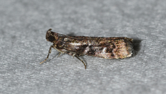 Dioryctria pygmaeella