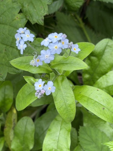 Myosotis latifolia, photograph 3