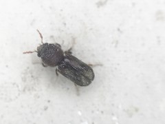 Xylobiops texanus