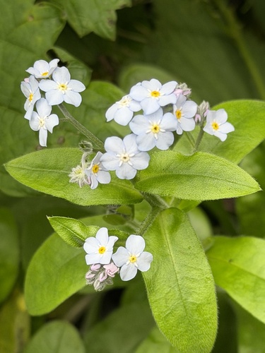 Myosotis latifolia, photograph 4