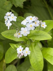 Myosotis latifolia, photograph (c) Irina Mitine, some rights reserved (CC BY)