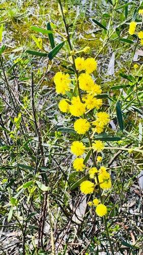 Acacia montana observed 2026-09-01