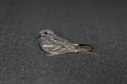 Eurasian Nightjar, photo 7 of 7