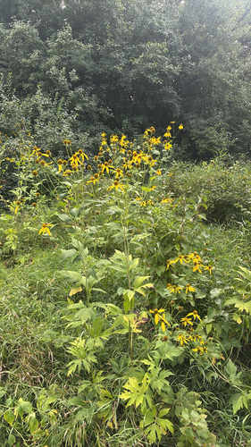 cutleaf coneflower