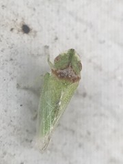 Xerophloea viridis
