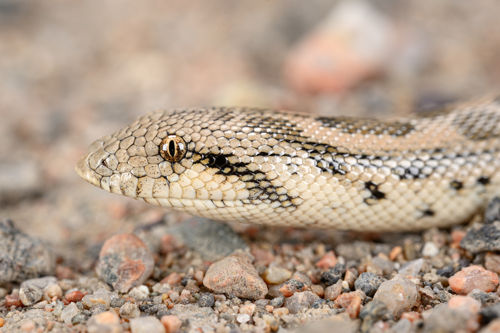 Desert Sand Boa