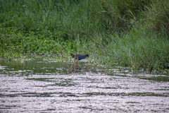 Pardirallus sanguinolentus