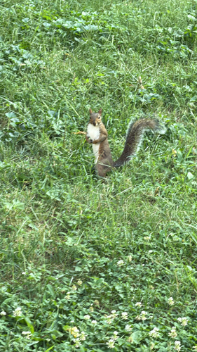 Eastern Gray Squirrel observed by imanep