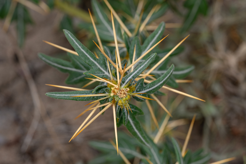 spiny cocklebur