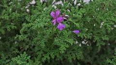 Pelargonium quercifolium